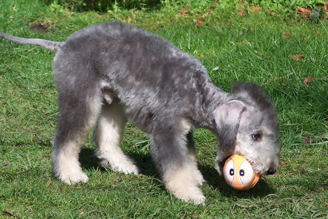 Arc-en-ciel Arlequin 06.04 (11).JPG